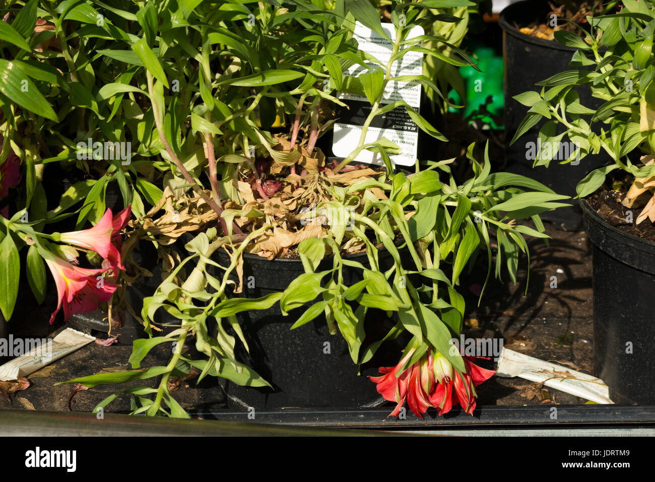Plant shop dying hires stock photography and images Alamy