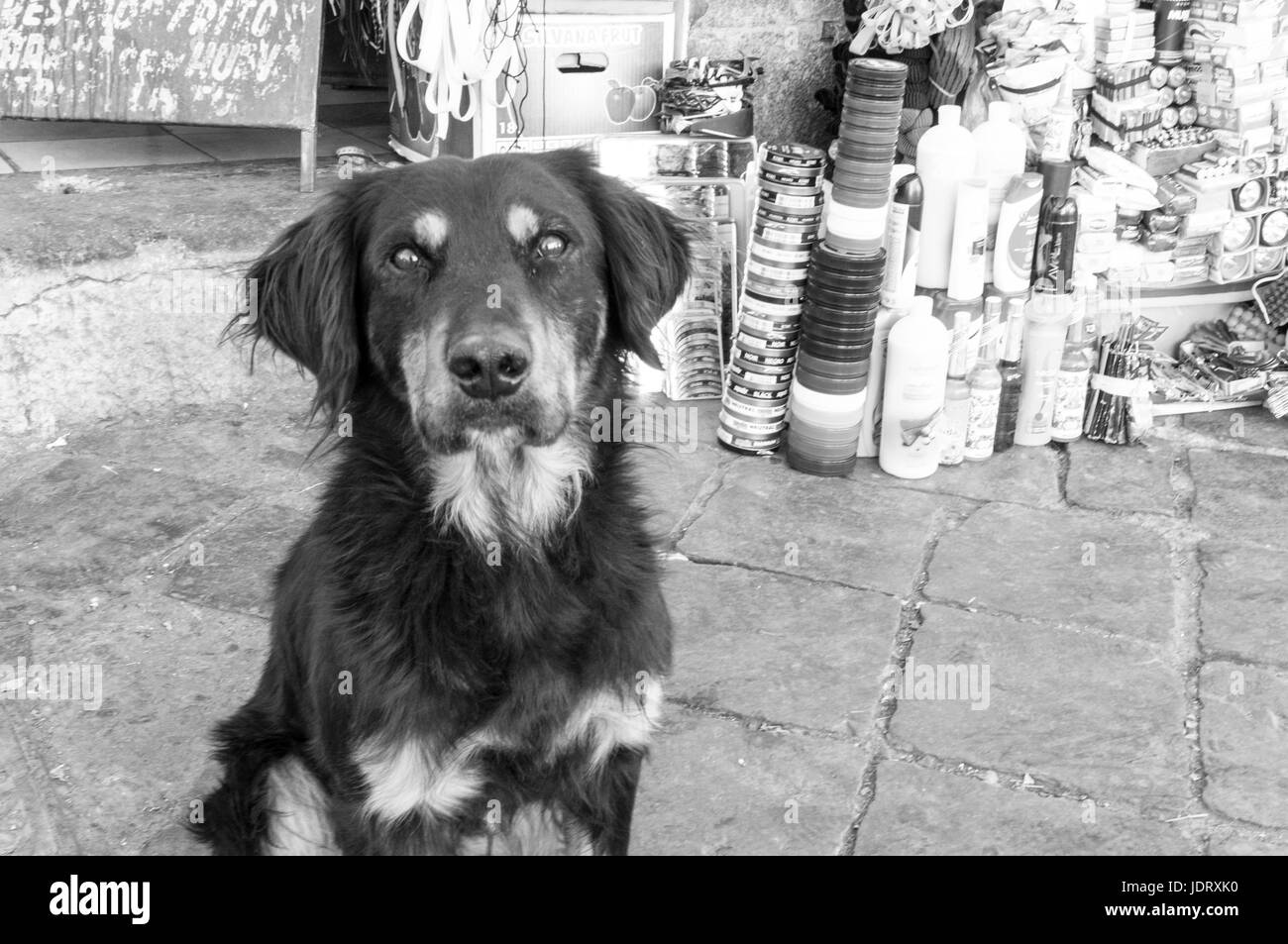 Stray dog Black and White Stock Photos & Images - Alamy