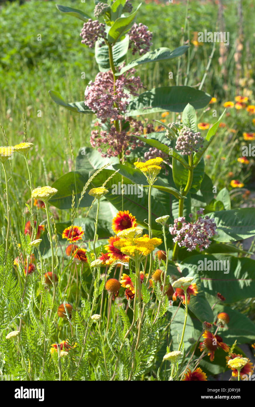 Diverse plants in the public garden. Sunny summer days. Summer flowers Stock Photo
