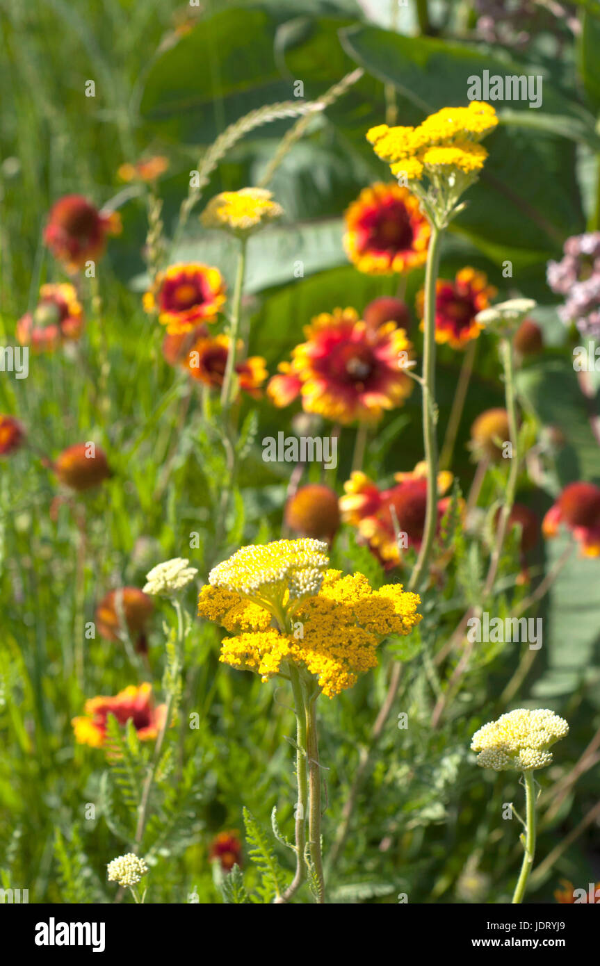 Yellow 'Lance-leaved Coreopsis' and  Achilea millefolium flowers in the park Stock Photo