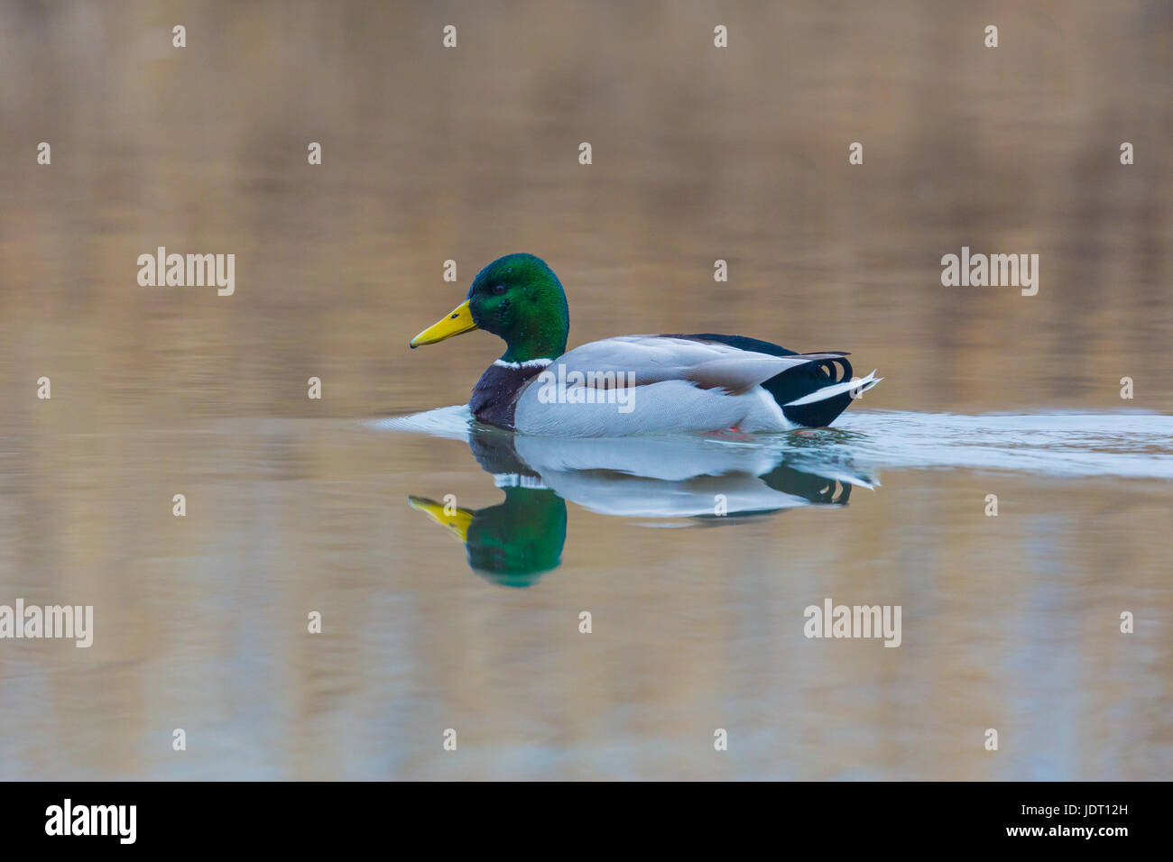 natural male mallard duck (Anas platyrhynchos) reflected from water surface Stock Photo