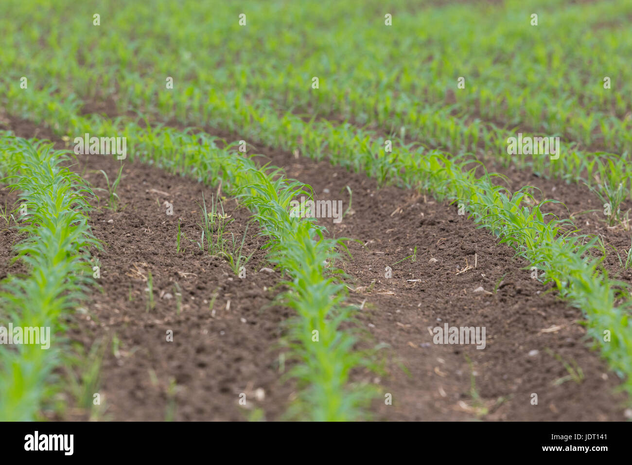 Plants natural growth hi-res stock photography and images - Alamy