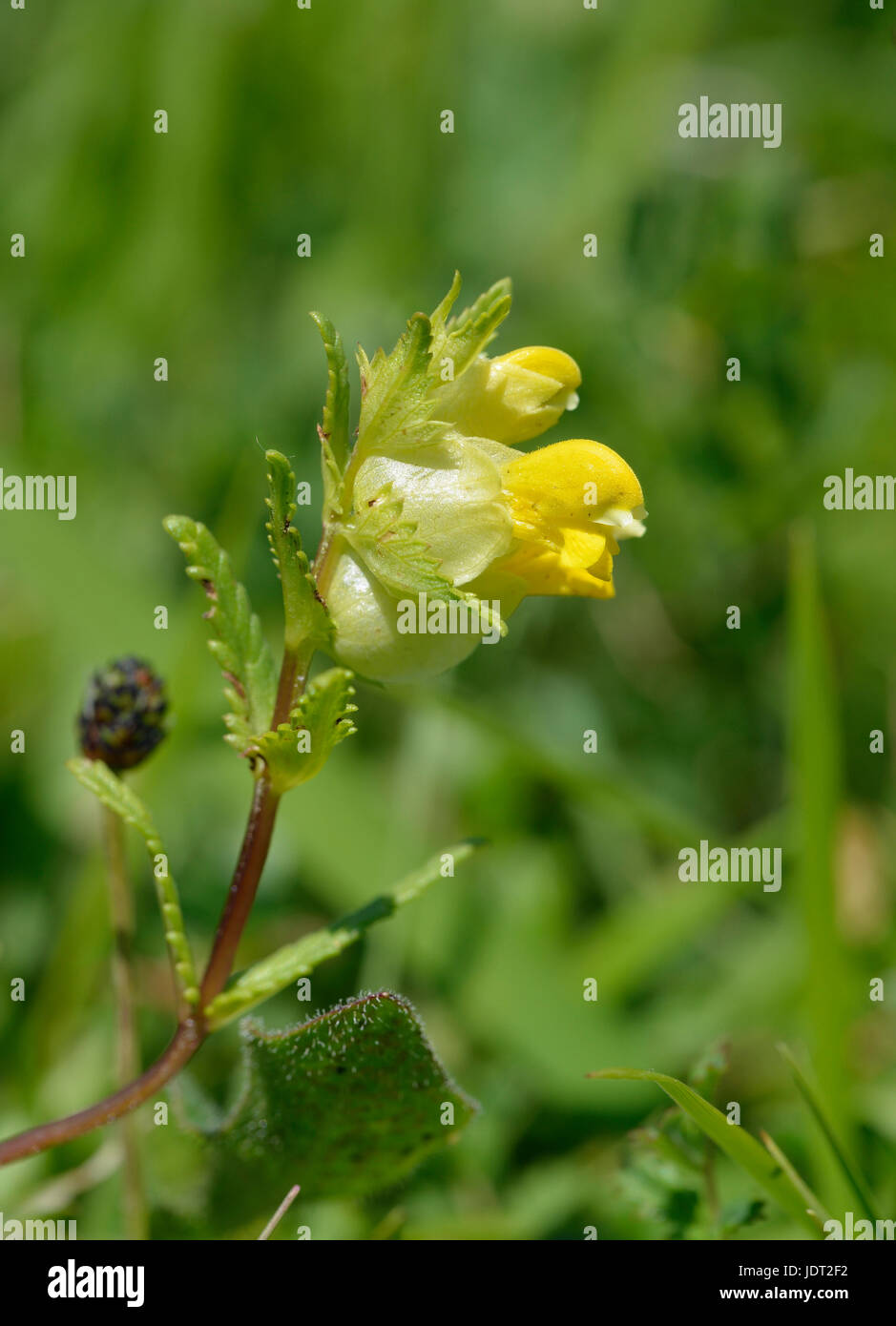 Yellow Rattle Rhinanthus minor Parasite of grasses Stock Photo Alamy