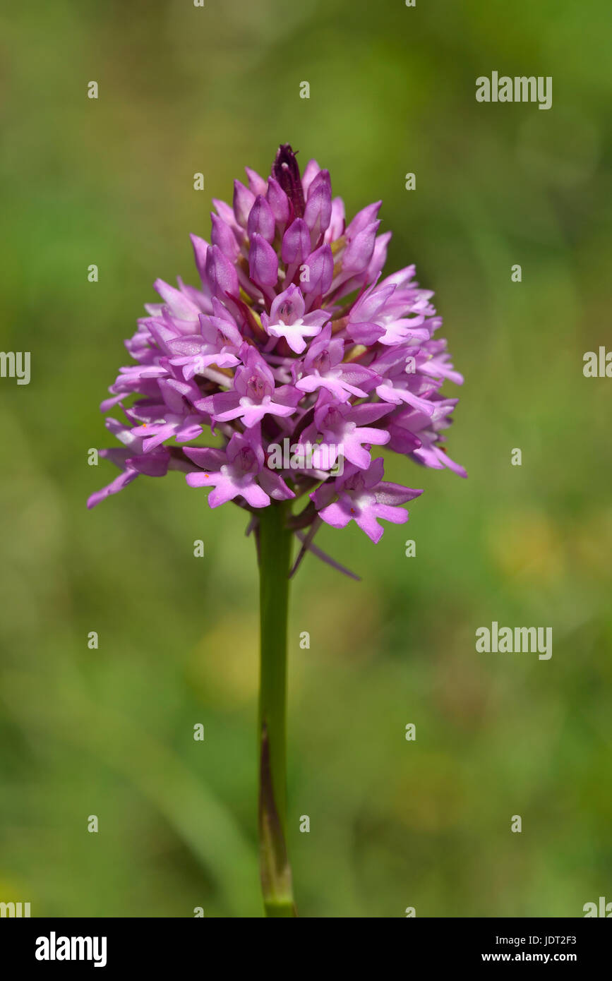 Pyramidal Orchid - Anacamptis pyramdalis Calcareous Grassland Flower Stock Photo