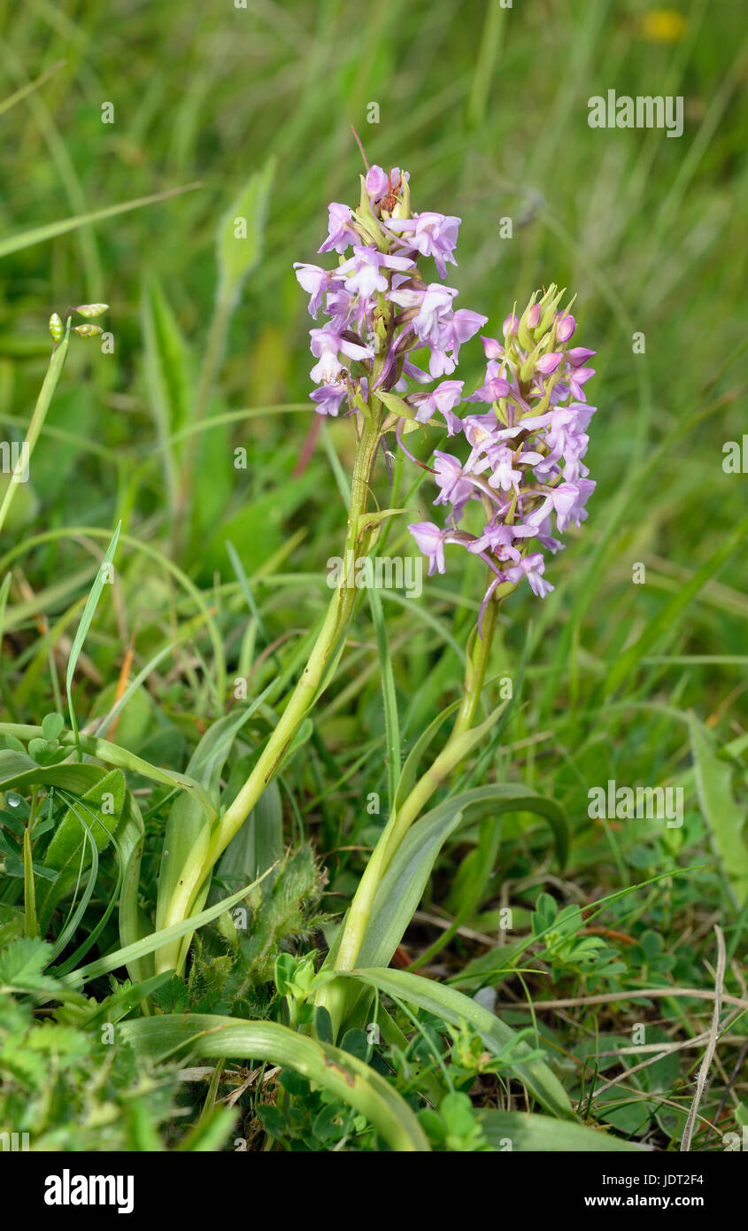 Common Fragrant Orchids - Gymnadenia conopsea Two flowers Stock Photo