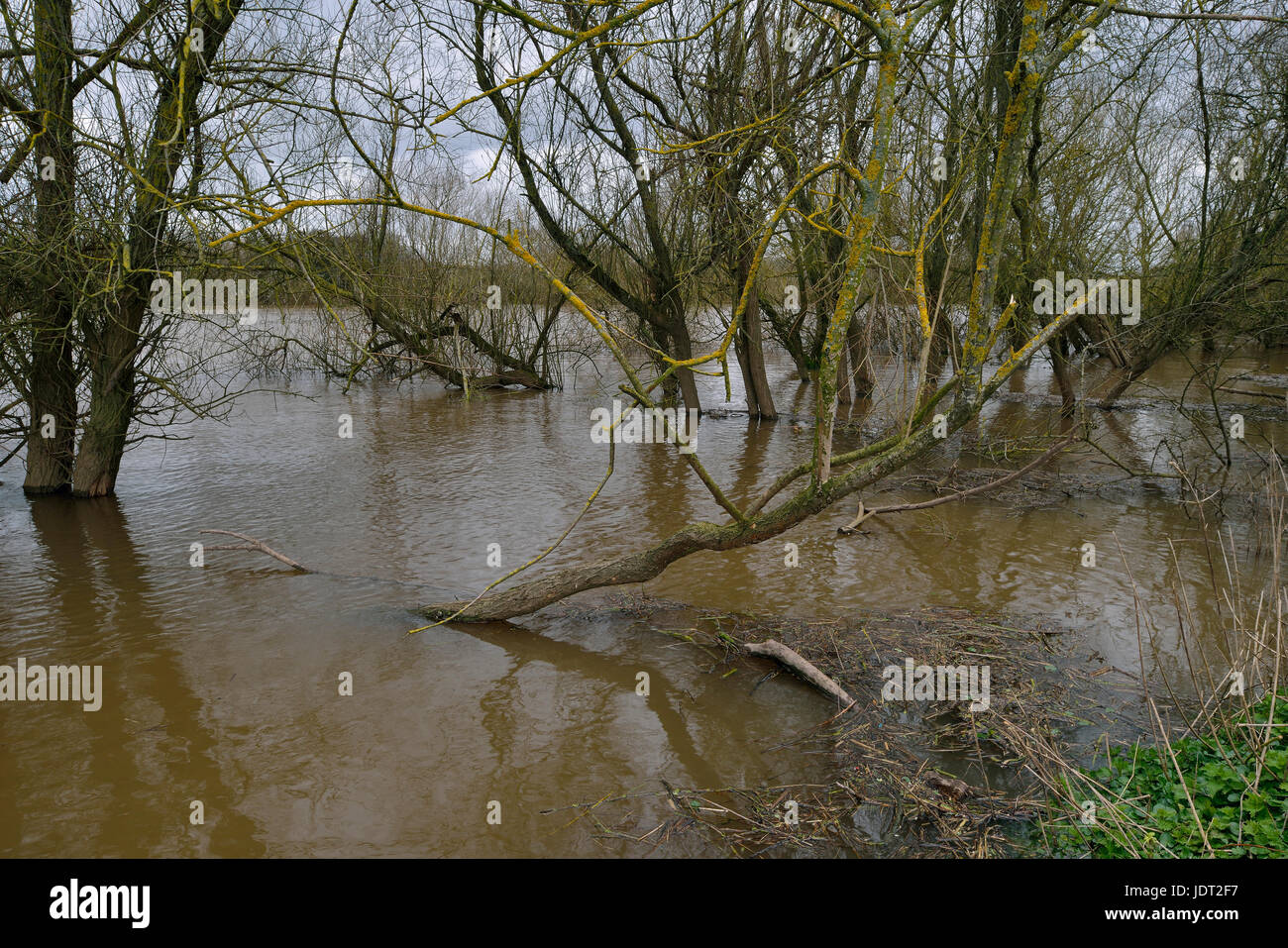 High water levels on River Severn near Wainlode Stock Photo