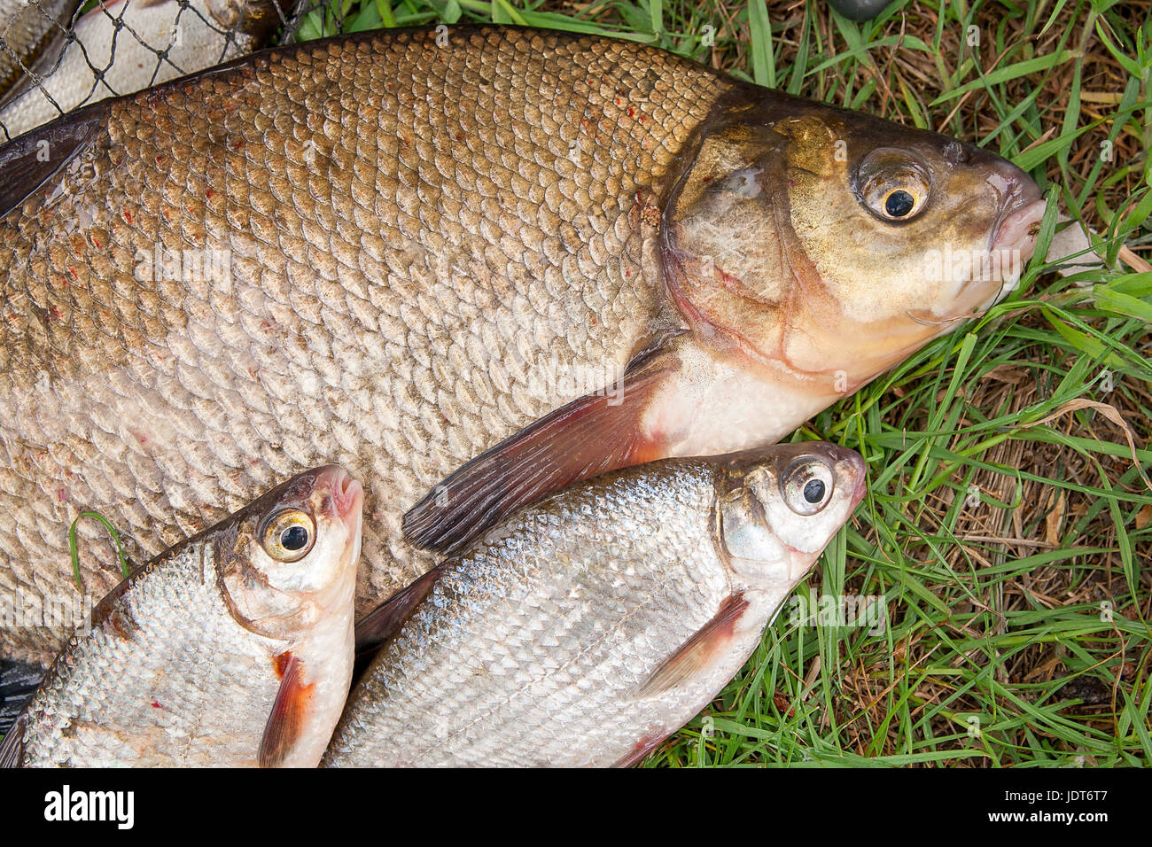 Pile of just taken from the water big freshwater common bream known as bronze bream or carp bream (Abramis brama) and white bream or silver fish known Stock Photo