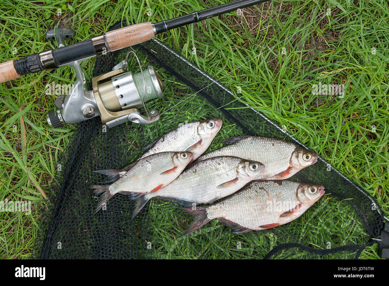 Just taken from the water freshwater fish white bream or silver fish known as blicca bjoerkna and white-eye bream species of the family Cyprinidae on  Stock Photo