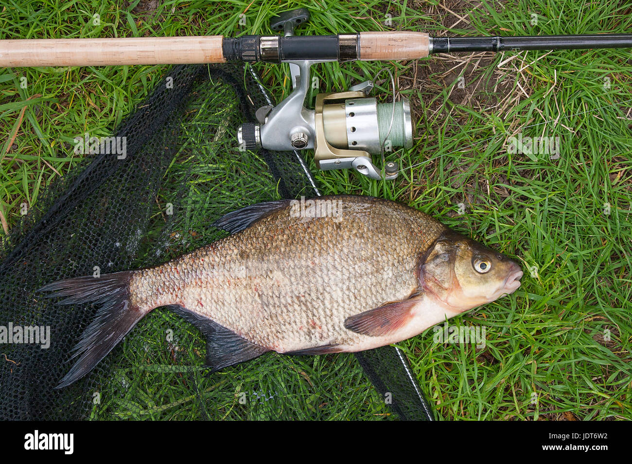 Just taken from the water freshwater common bream known as bronze bream