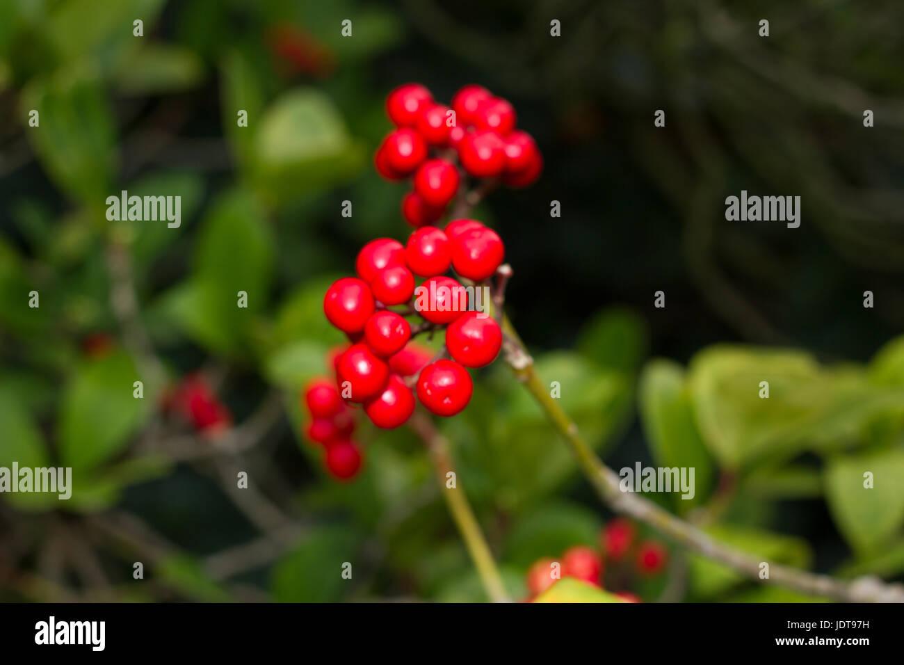 Skimmia japonica plant with leaves and red berries. Japanese sorbus Stock Photo