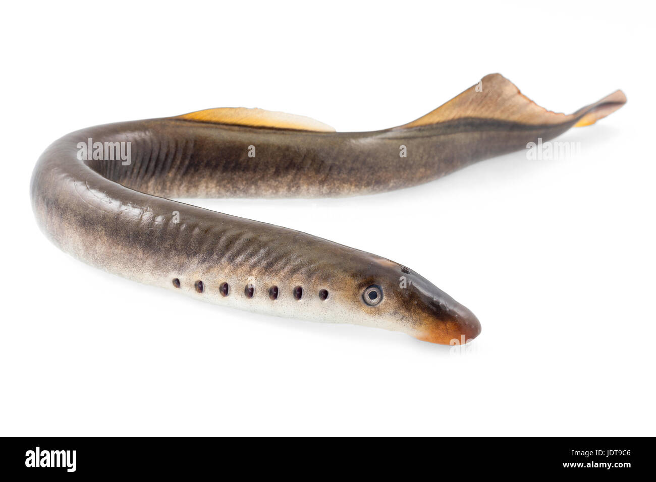 River lamprey on a white background Stock Photo