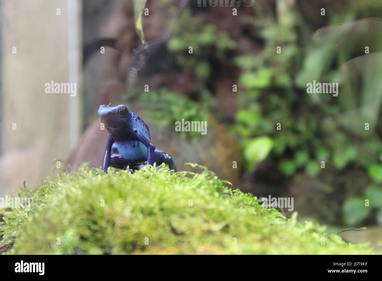 A close up of a beautiful bright blue frog on some moss. Stock Photo