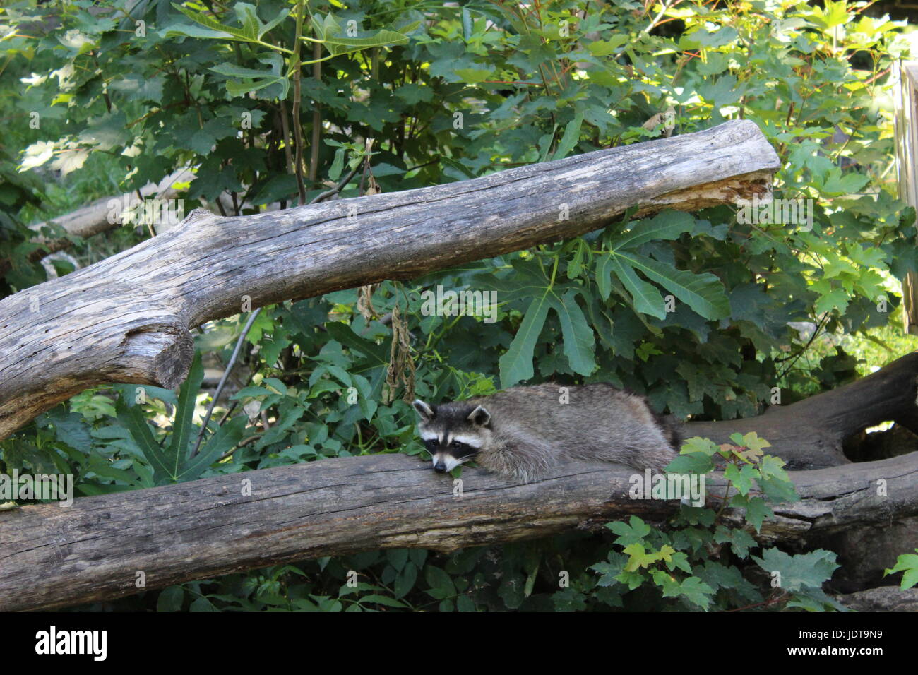 A cute raccoon sleeping peacefully on a fallen branch in nature. Stock Photo