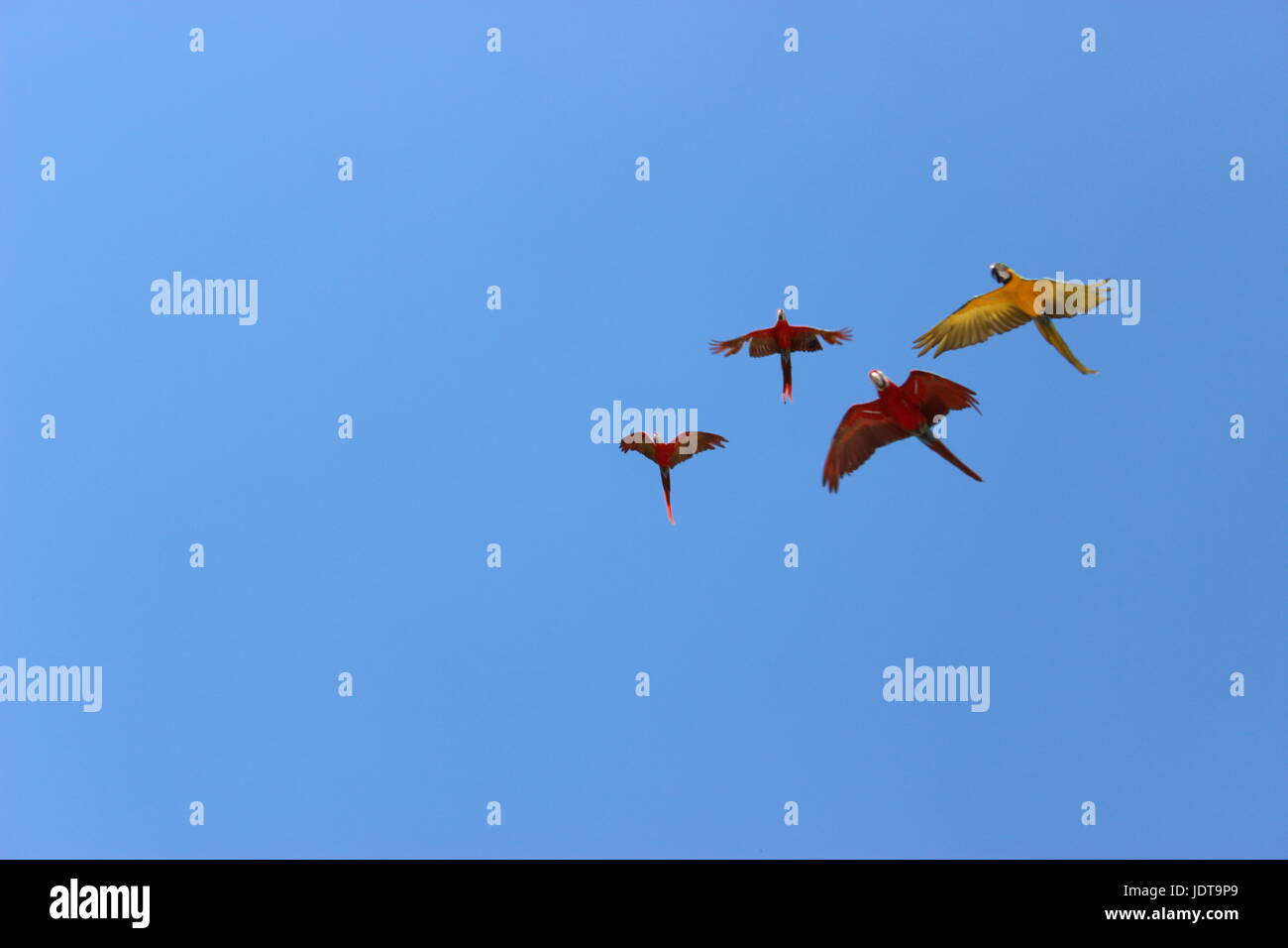 Some colorful birds in a bright blue sky Stock Photo