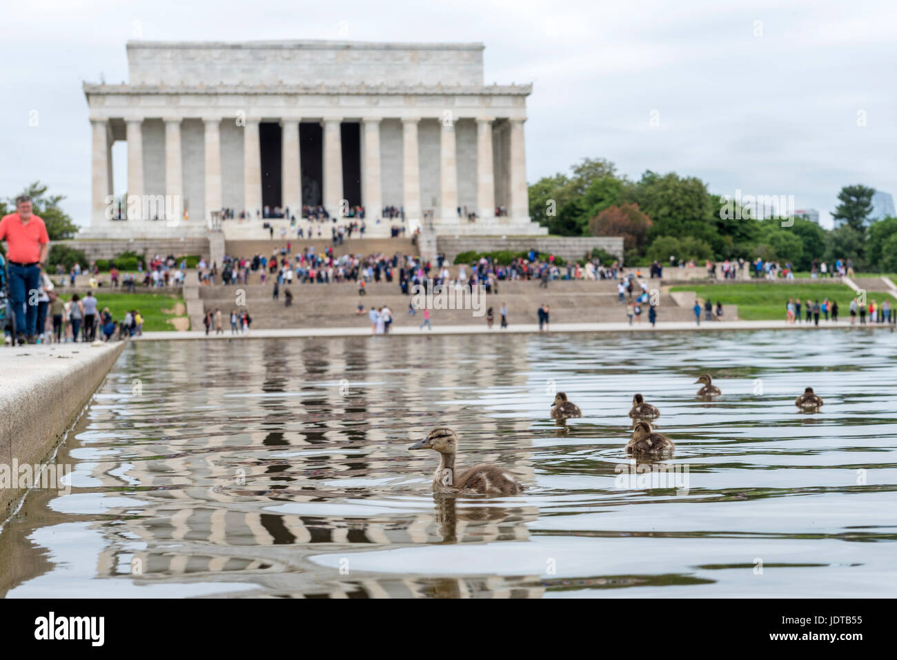 Lincoln Memorial and a duck swimming on the Reflecting Pool at the National Mall in Washington DC, USA Stock Photo