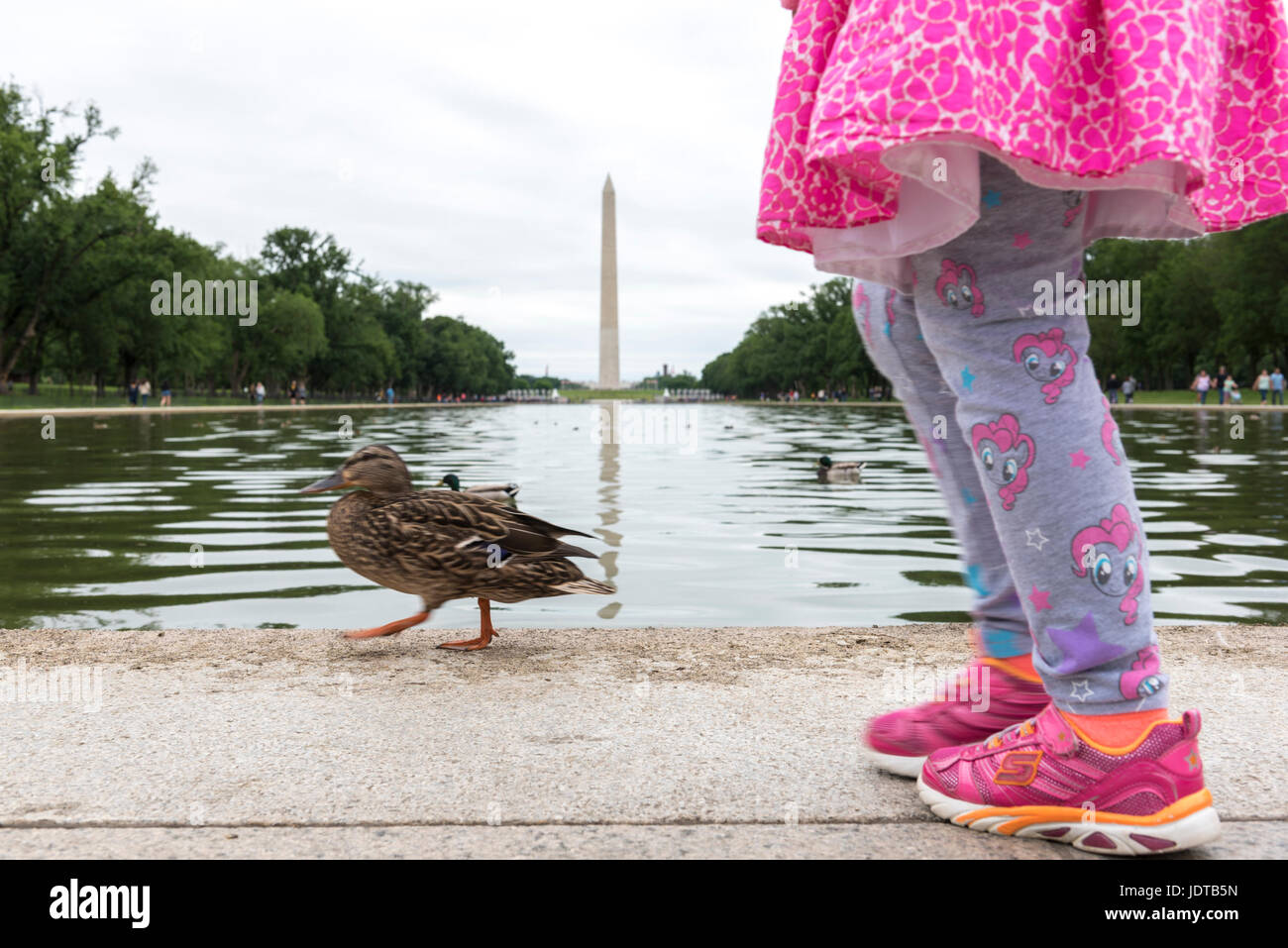 A pair of legs, a duck, the Washington Monument and the Reflecting Pool on the National Mall in Washington DC, USA Stock Photo