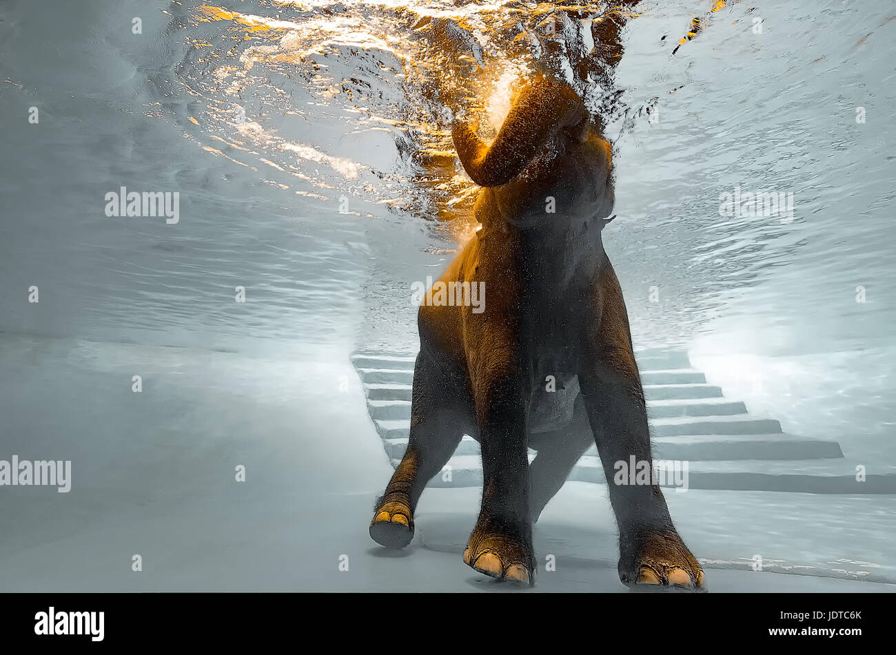 An elephant dives into a pool while twirling his trunk and dancing under the water as part of an Elephant Show at “khao kheow” Open Zoo, Thailand. Stock Photo
