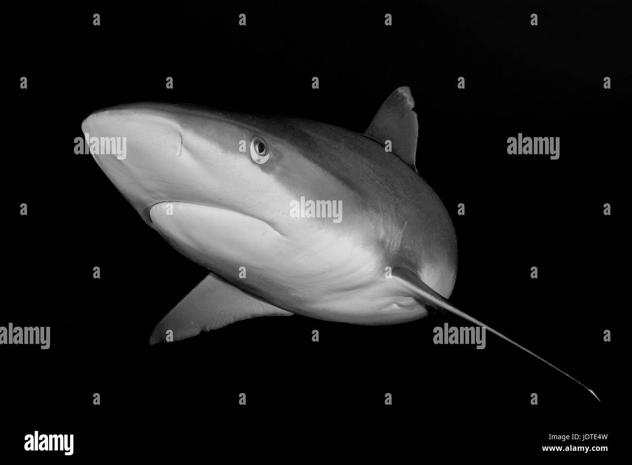 Silvertip shark (Carcharhinus albimarginatus) in the Beqa Lagoon in Fiji Stock Photo