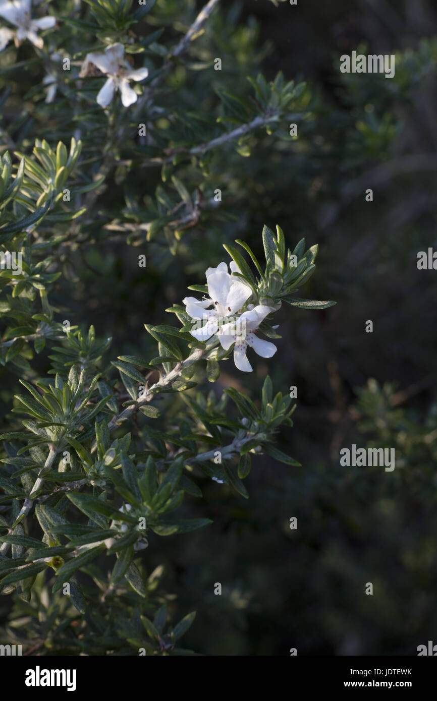 Australian native rosemary Westringia fruticosa Stock Photo