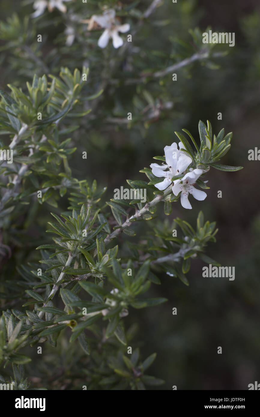 Australian native rosemary Westringia fruticosa Stock Photo Alamy