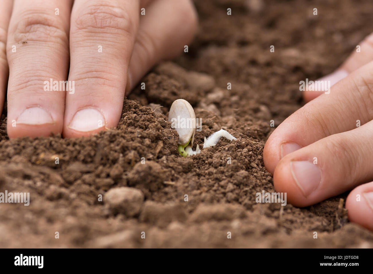 hand planting sprouted seed of marrow in the vegetable garden Stock Photo