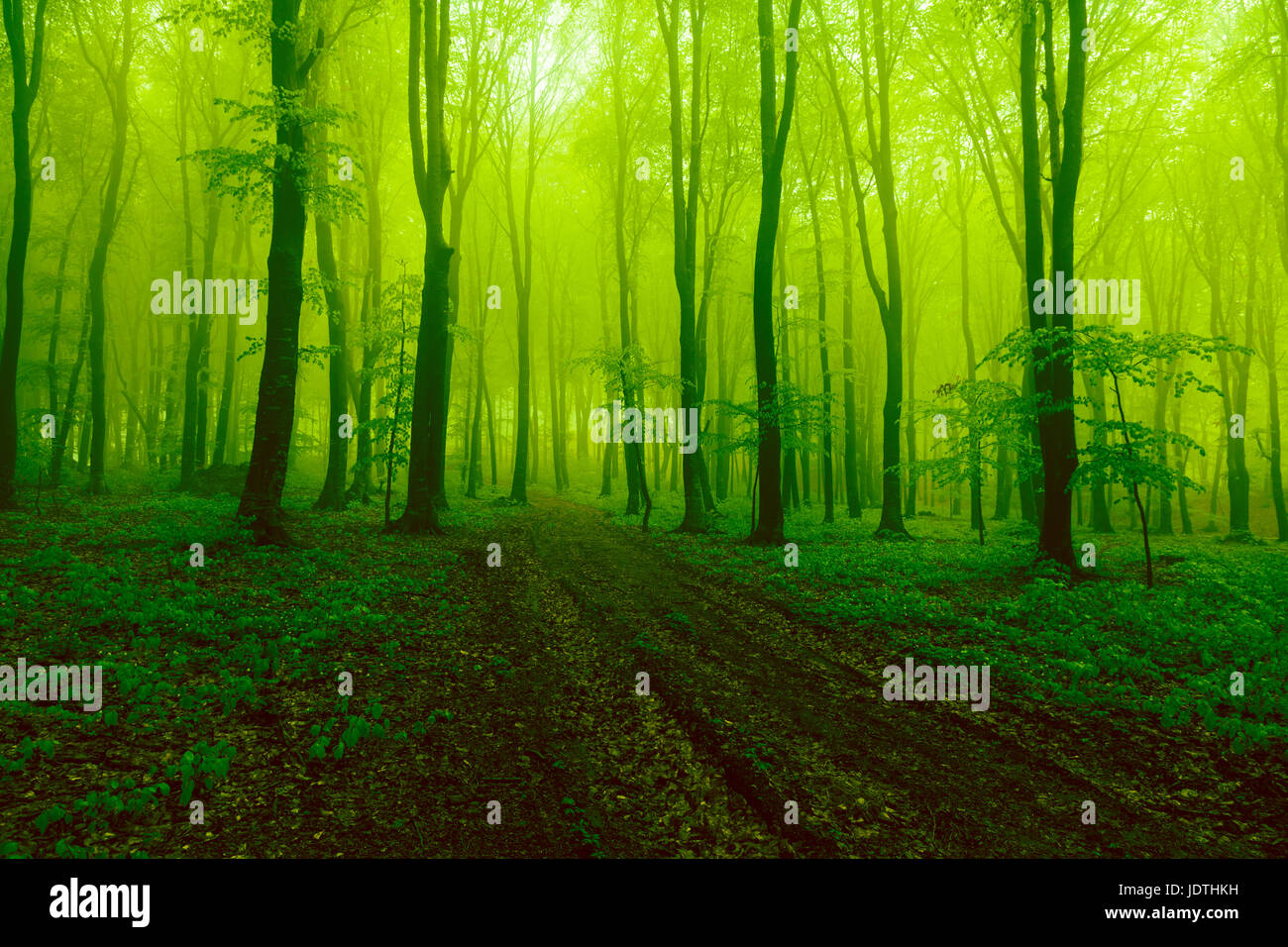 Scary forest background hi-res stock photography and images - Alamy, image size:1300x956