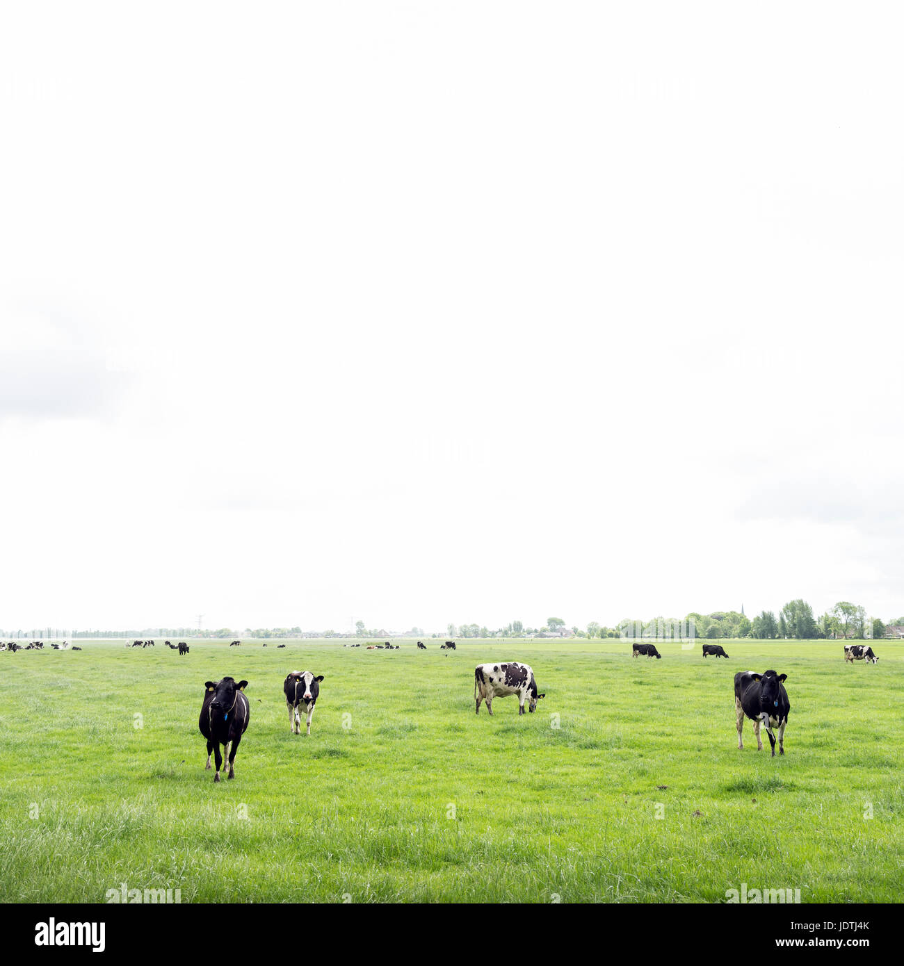 black and white cows in green grassy summer meadow in dutch province of ...