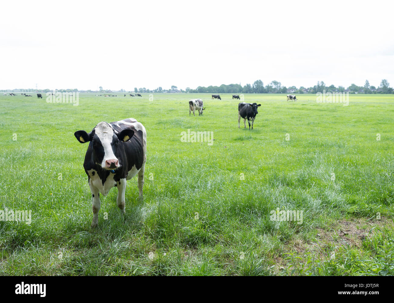 black and white cows in green grassy summer meadow in dutch province of ...
