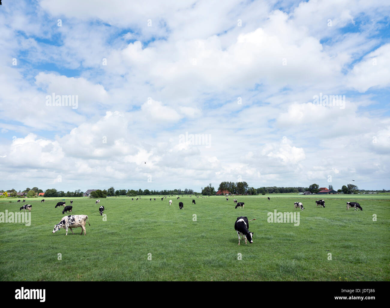 black and white cows in green grassy summer meadow in dutch province of ...
