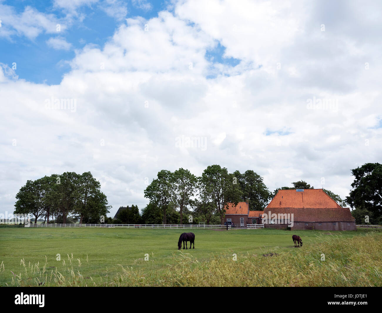 horses in meadow before old typical friesian farm in south east of