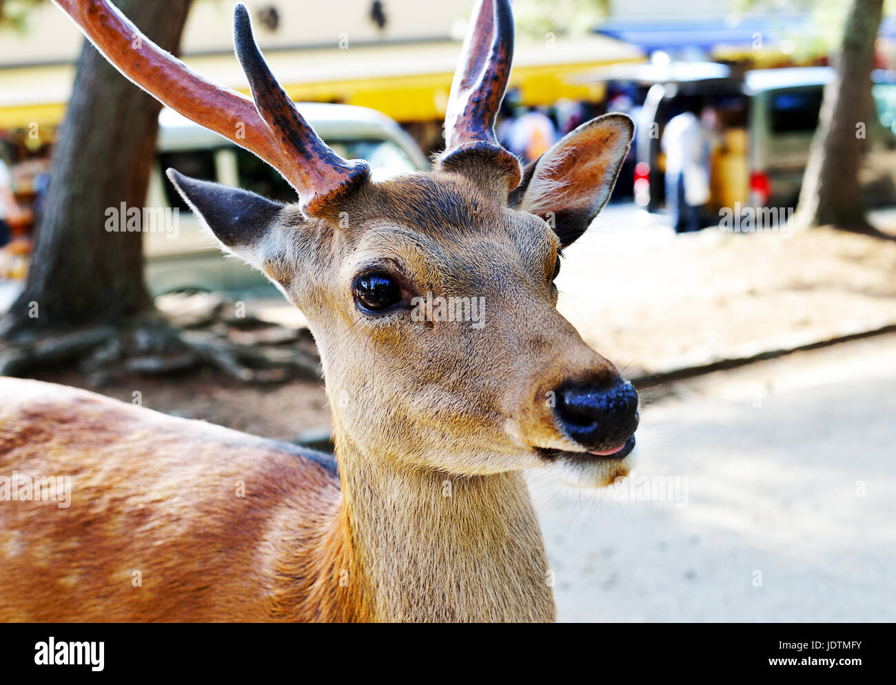 A shika deer sticking its tongue out in Nara, Japan Stock Photo