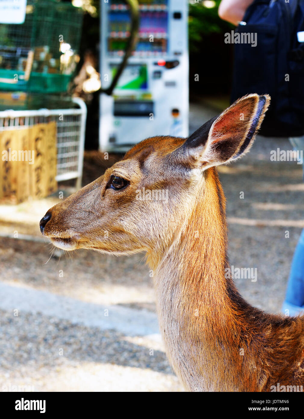 A shika deer fawn in Nara, Japan Stock Photo