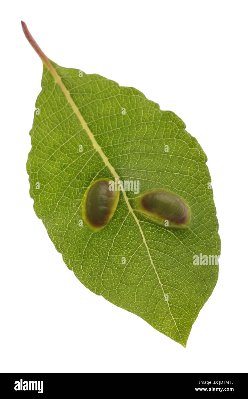 Sawfly galls on a willow leaf. Stock Photo