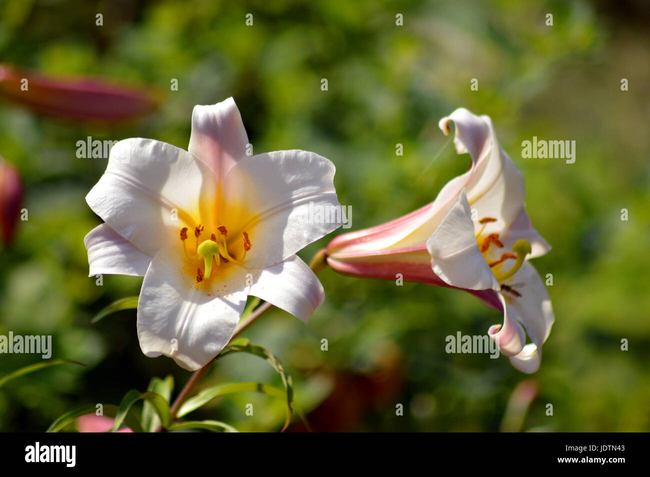 Regal Lily - Lilium regale Stock Photo - Alamy