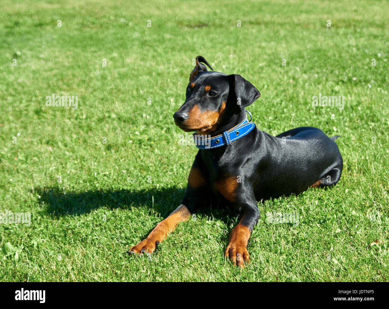 German Pinscher walks on the lawn Stock Photo
