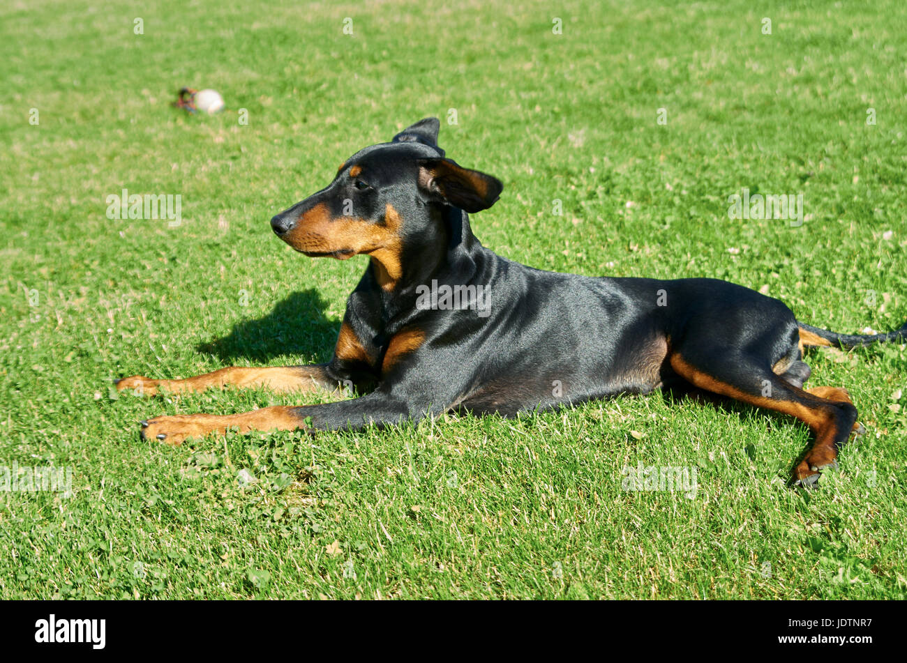 German Pinscher walks on the lawn Stock Photo