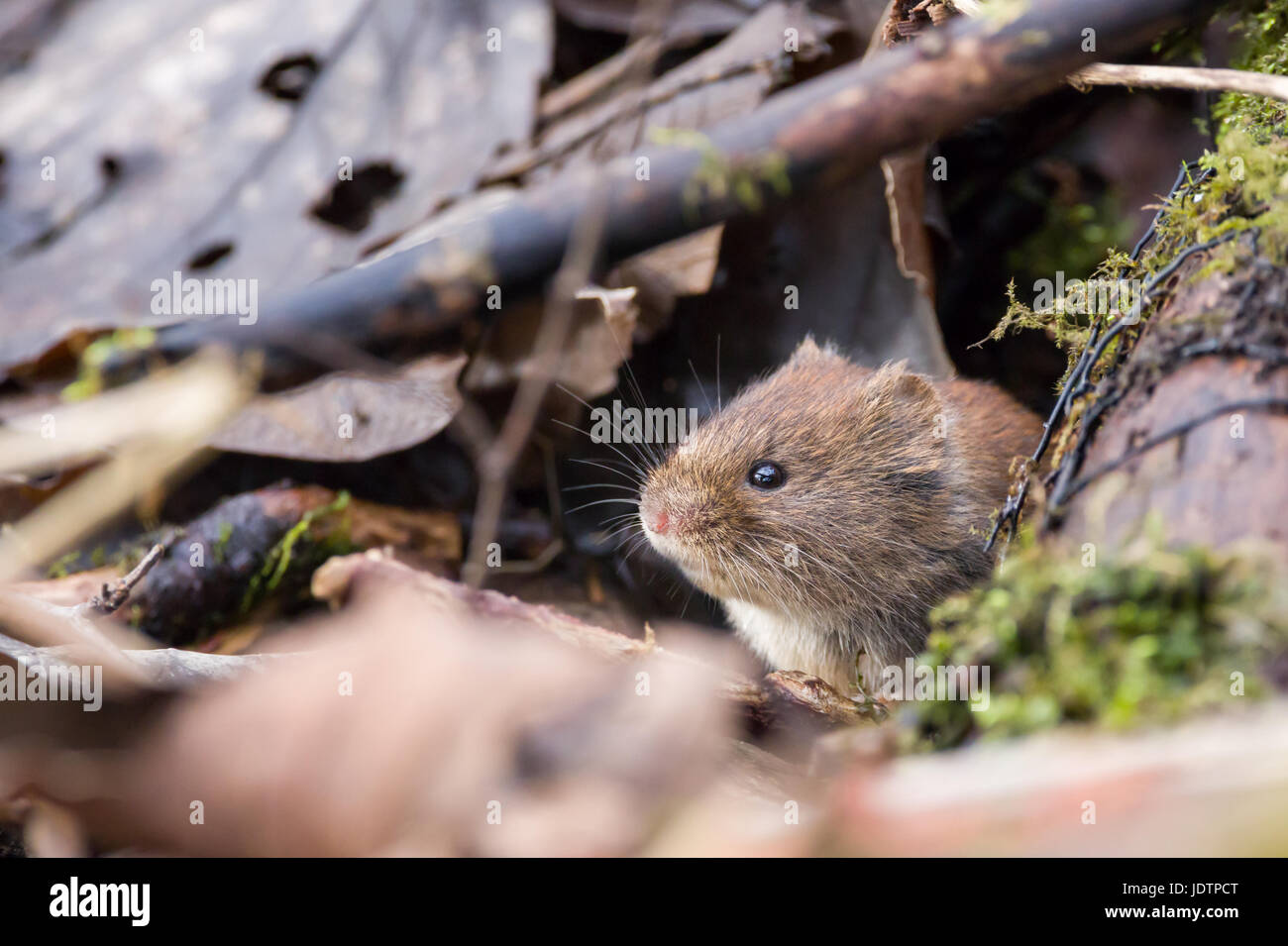 A water vole looking out, waiting in the bush Stock Photo