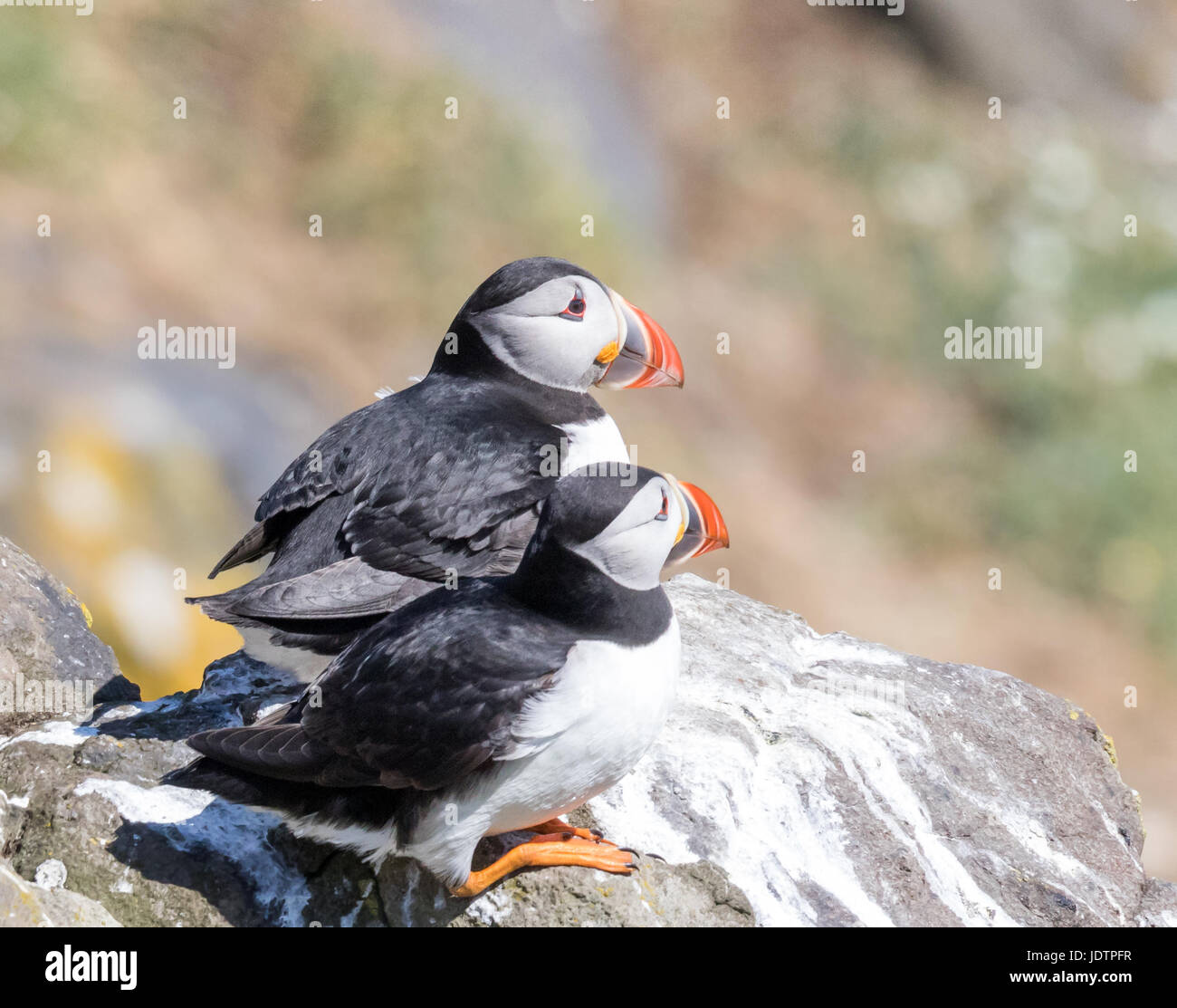 Two puffins on the cliff edge in the sun Stock Photo