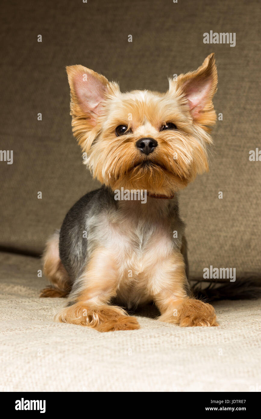 Dog Yorkshire Terrier after the haircut is on the couch Stock Photo