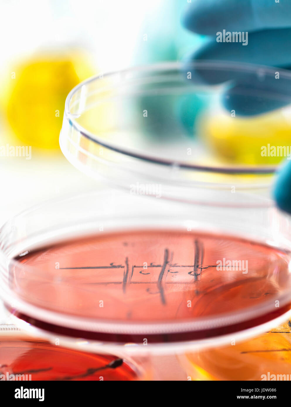 Scientist lifting lid petri dish hi-res stock photography and images - Alamy