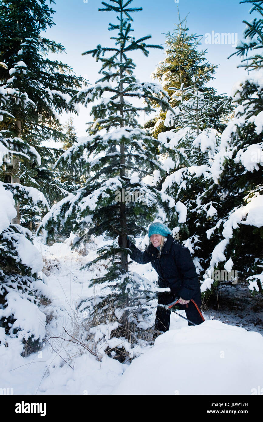 Cutting down christmas tree hires stock photography and images Alamy
