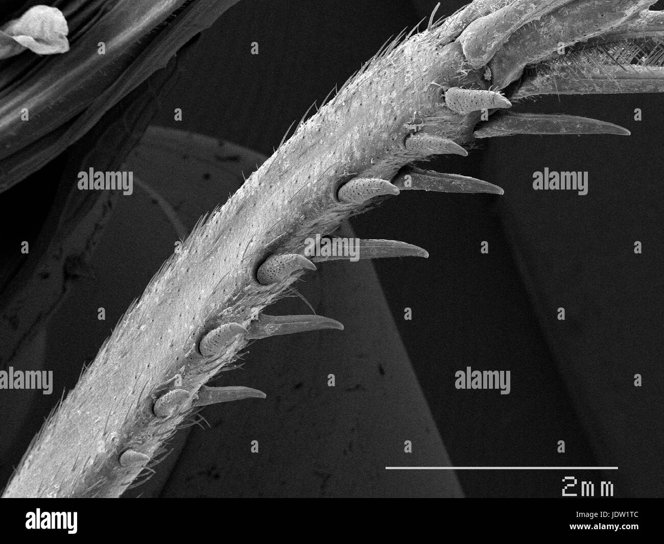 Magnified view of cricket leg spurs Stock Photo