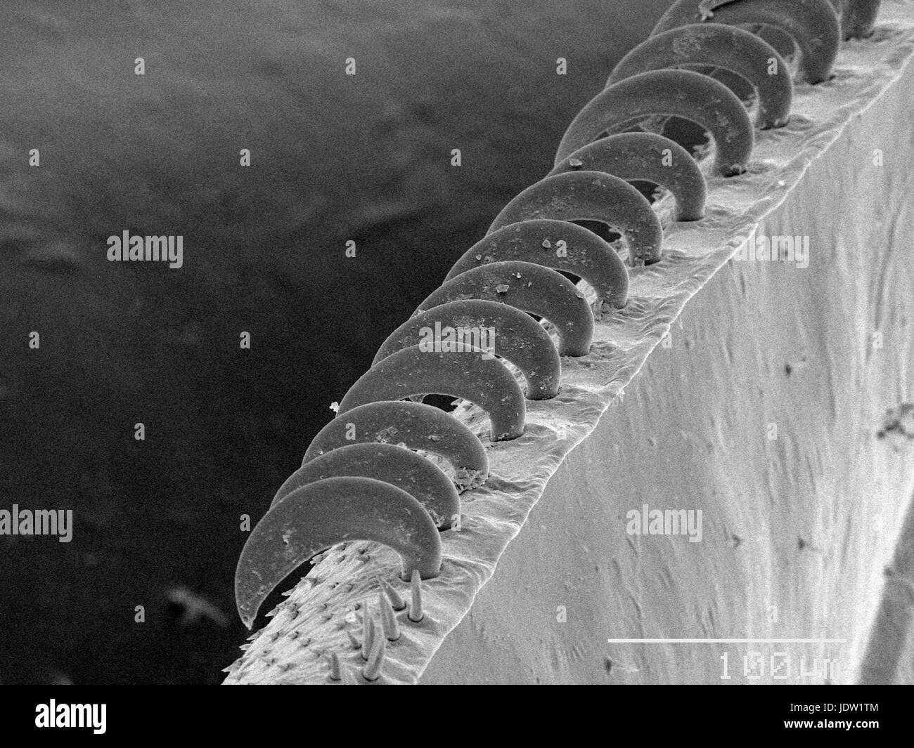 Magnified view of honey bee wing Stock Photo