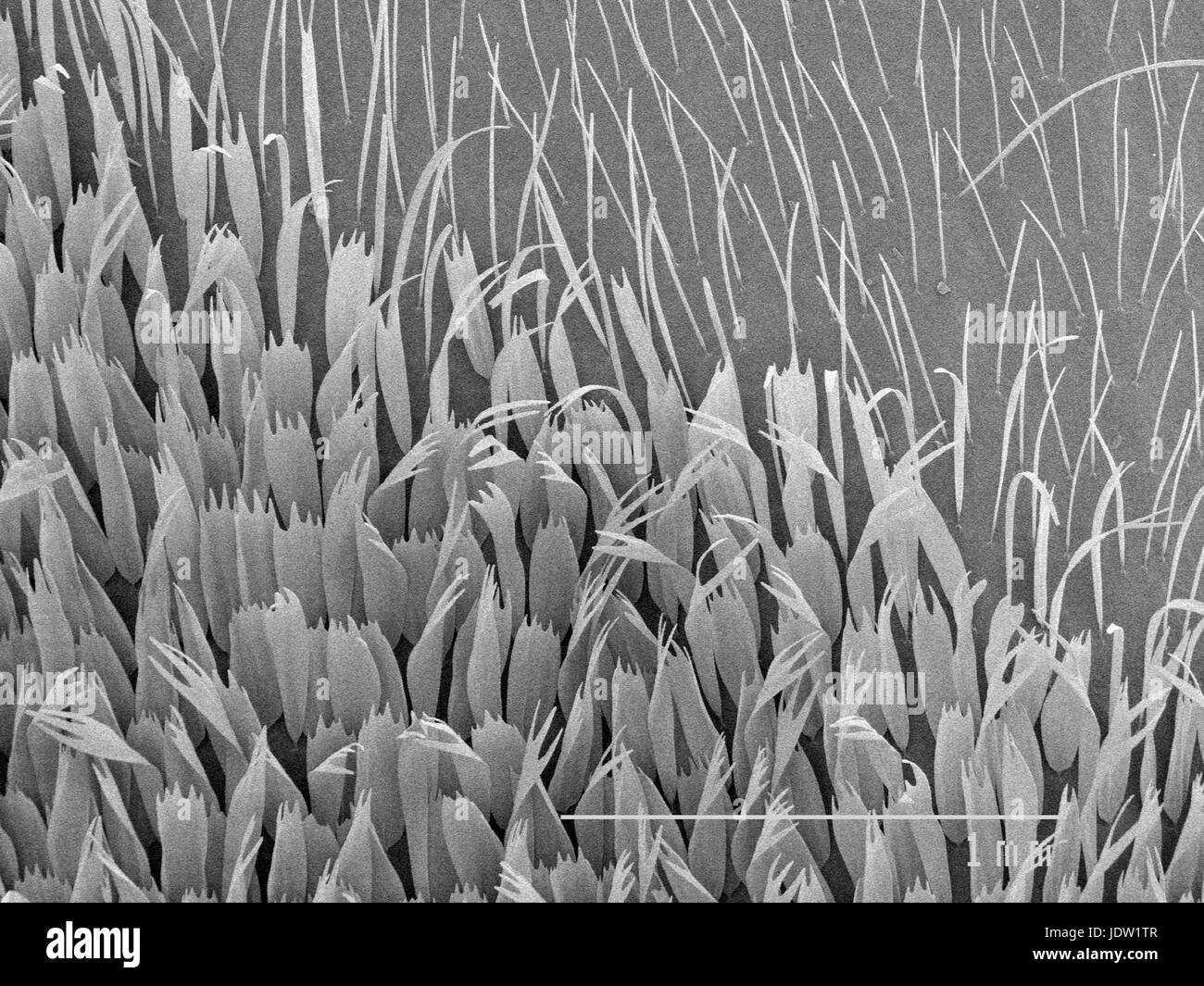 Magnified view of hairs on moth wing Stock Photo