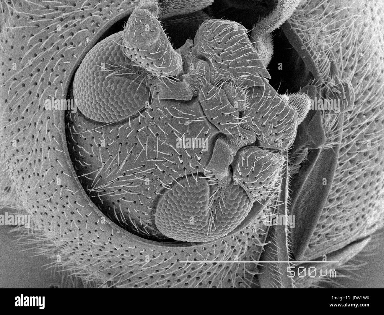 Magnified view of beetles head Stock Photo