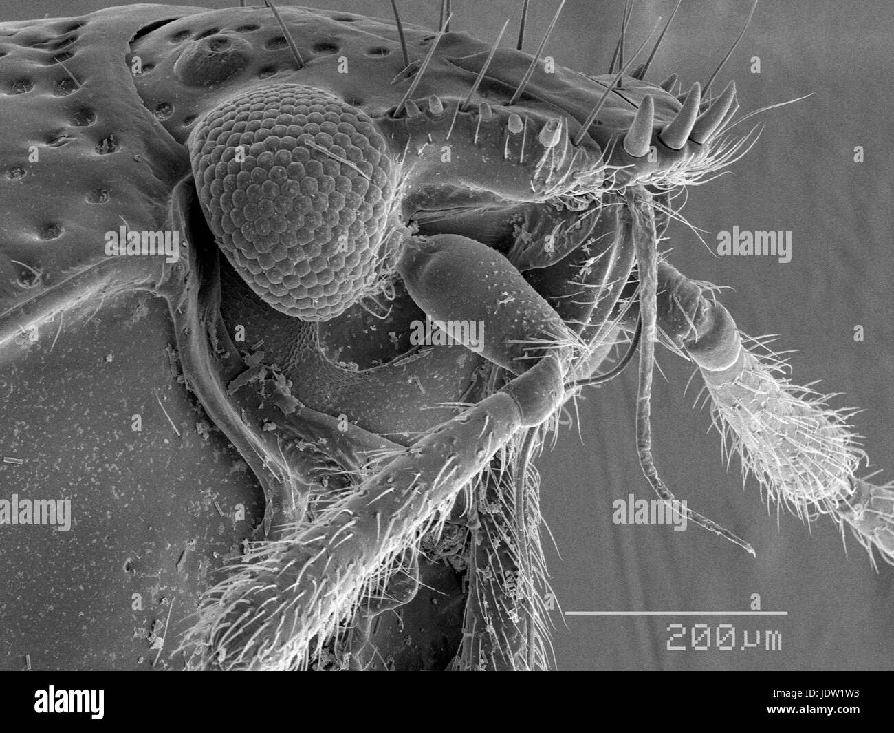 Magnified view of bug head Stock Photo