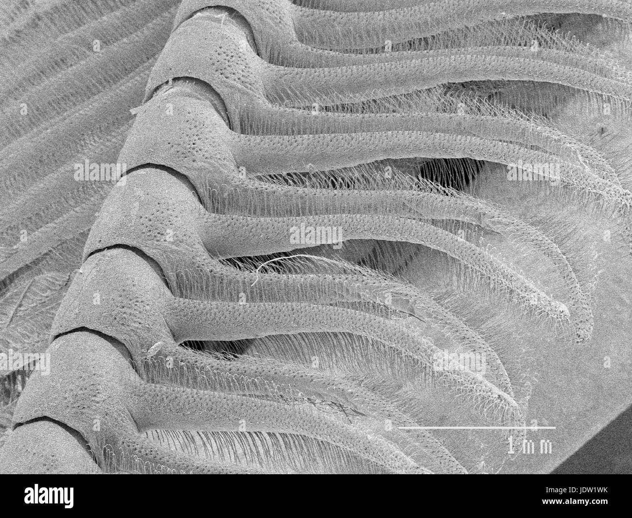 Magnified view of moth antenna Stock Photo