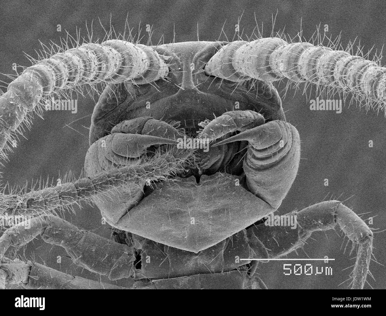 Magnified view of centipede head Stock Photo