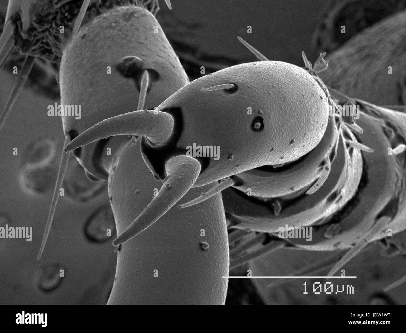 Magnified view of claws of beetle Stock Photo