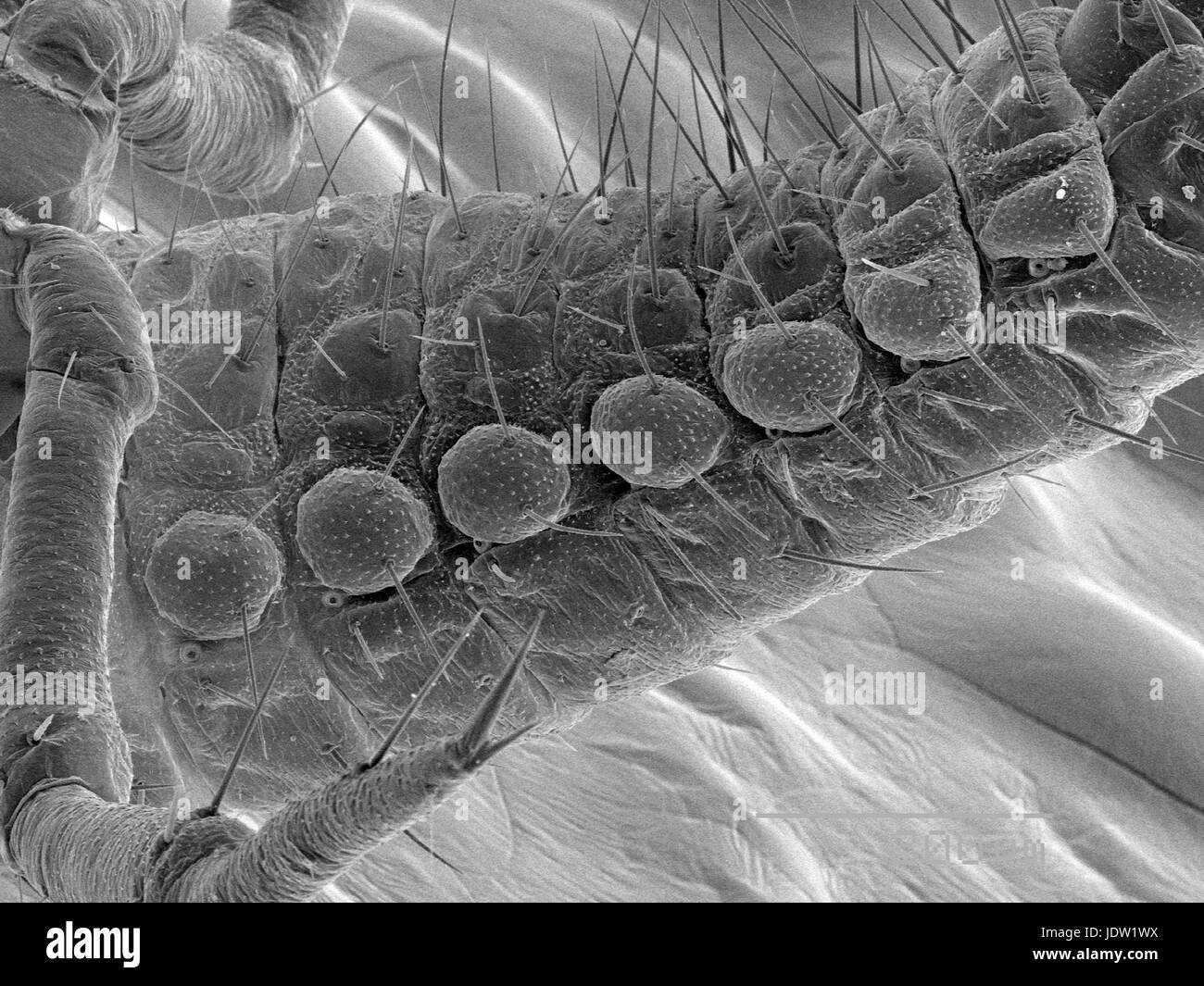 Magnified view of ladybug abdomen Stock Photo